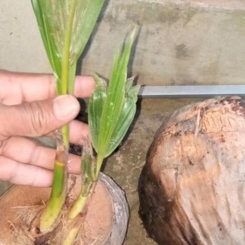 Bibit Kelapa Kembar Dua Cabang Dua Bahan Bonsai Kelapa Kembar Tunas Original Dan Terpercaya