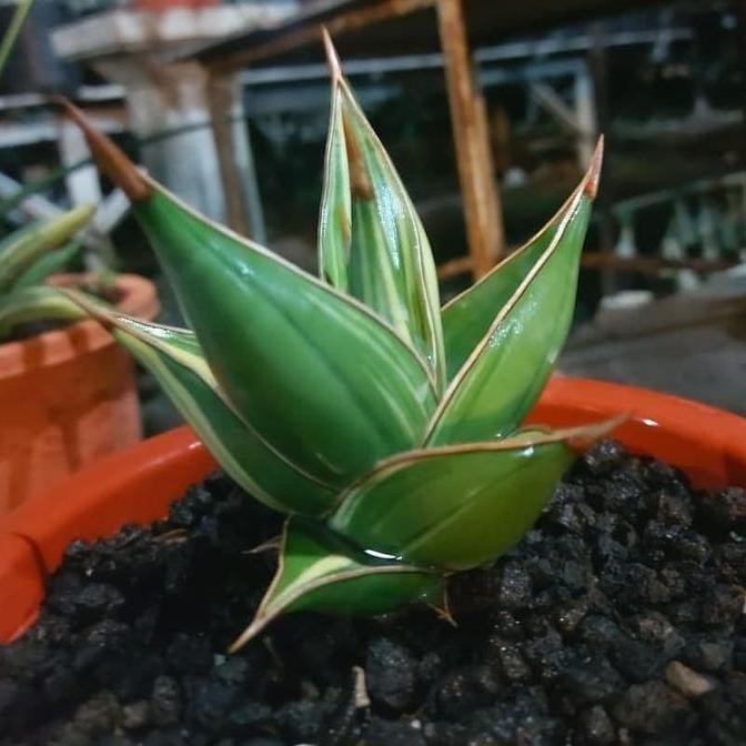 TERMURAH - sansevieria pinguiculata varigata sansivera pinguin varigata