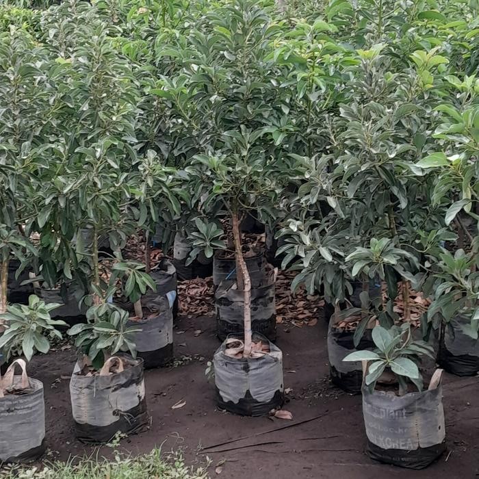 Bibit Alpukat Miki Dongkelan Original Dan Terpercaya