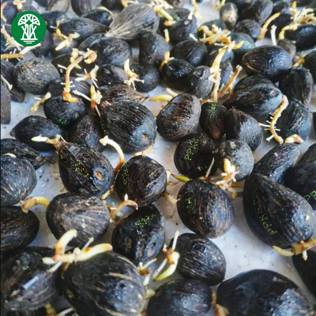 Terlaris Benih Polong Kecambah Bibit Sawit Dxp Ppks 239 Unggul Bersertifikat Pelepah Panjang Dan Pen