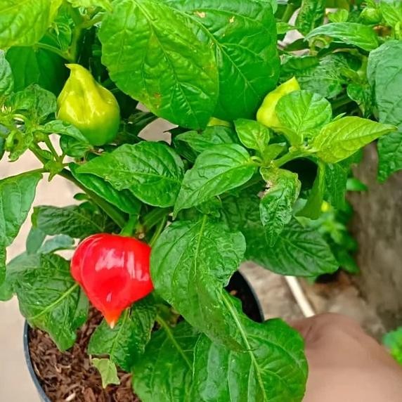 

Inovatif Tanaman Cabe Paprika - Cabai Gendot - Lombok Terpedas Di Dunia