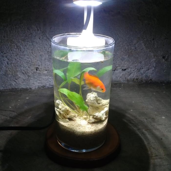 Paket Aquascape Mini| Aquascape| Cupang| Aquarium Mini Tanpa Aerator Original Dan Terpercaya