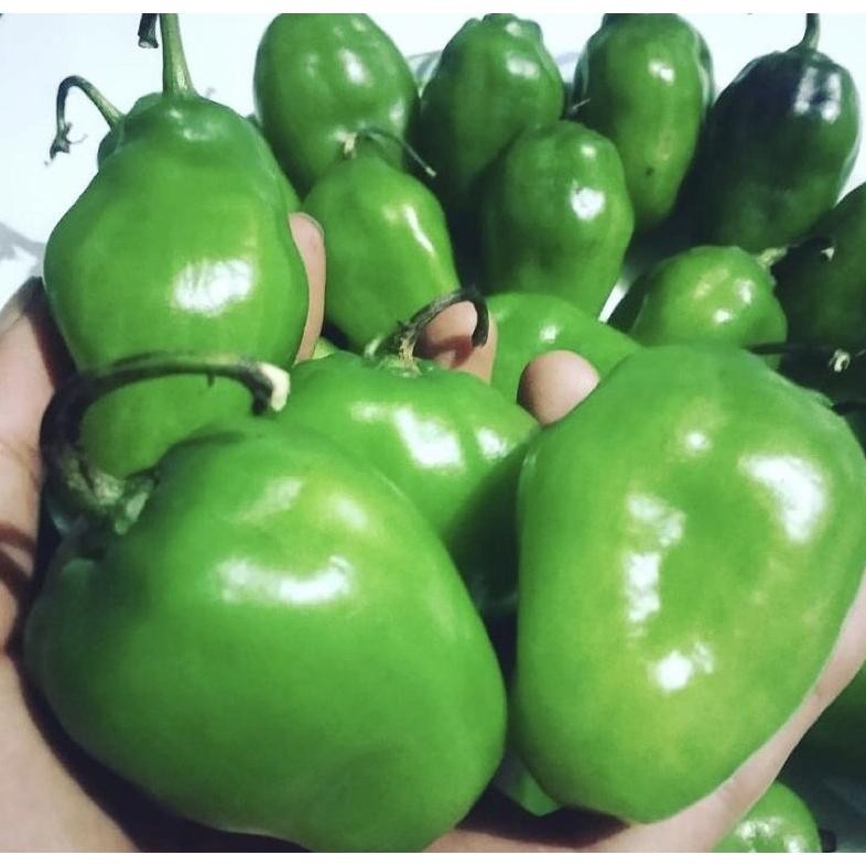 

Good Quality Cabe Gendot Fresh Murah Bandung