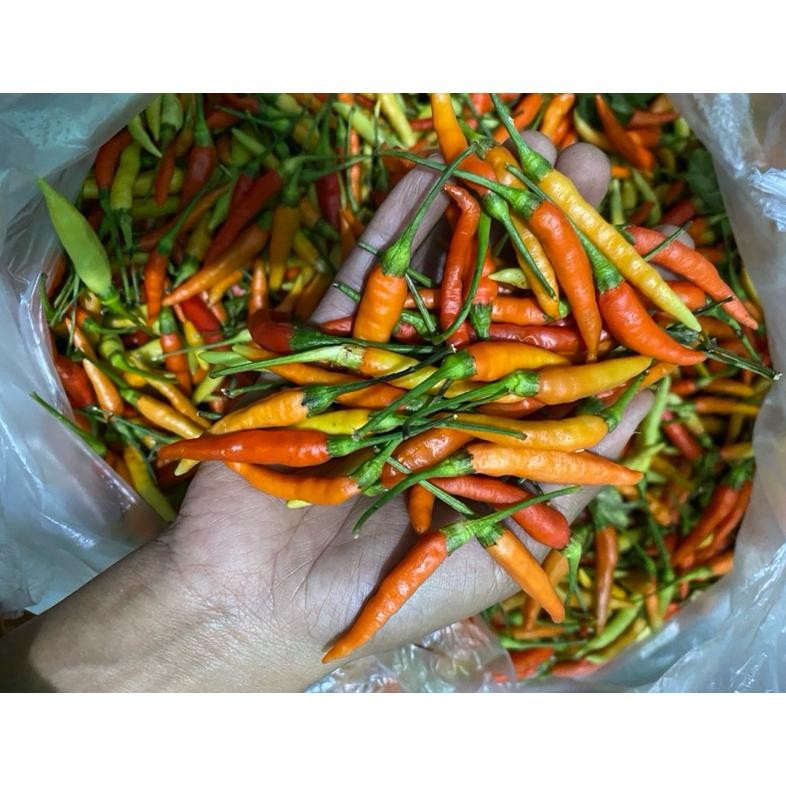 

Eksklusif Cabe Rawit Ori Probolinggo 1Kg