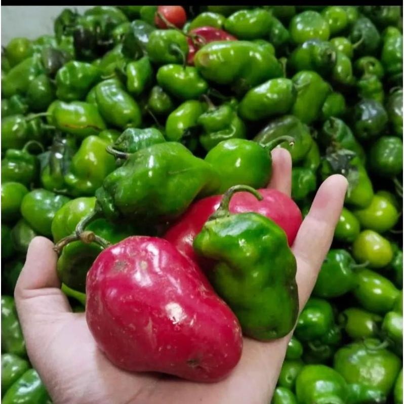 

Tahan Lama Cabe Gendot Segar 500 Gram - Fresh Organik