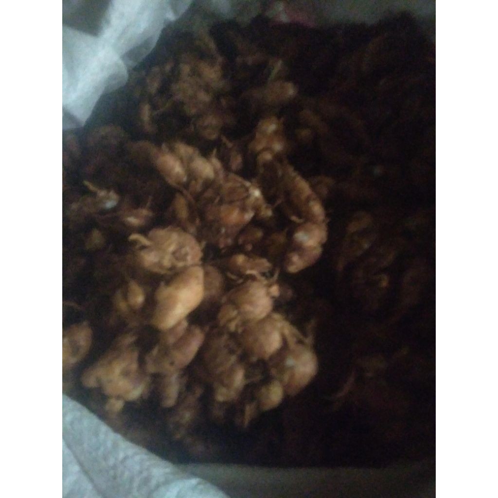 

kencur 1kg segar buat seblak 100% tua, kencur 1kg bahan masakan