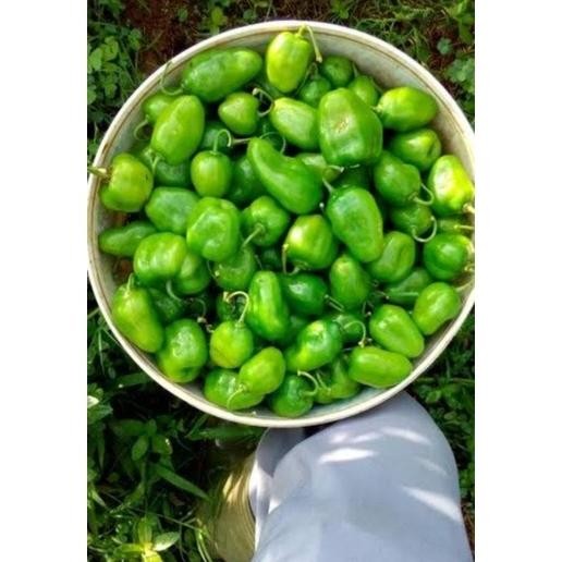 

Cocok Cabe Gendot Bandung Segar Dan Super Pedas 1000Gr