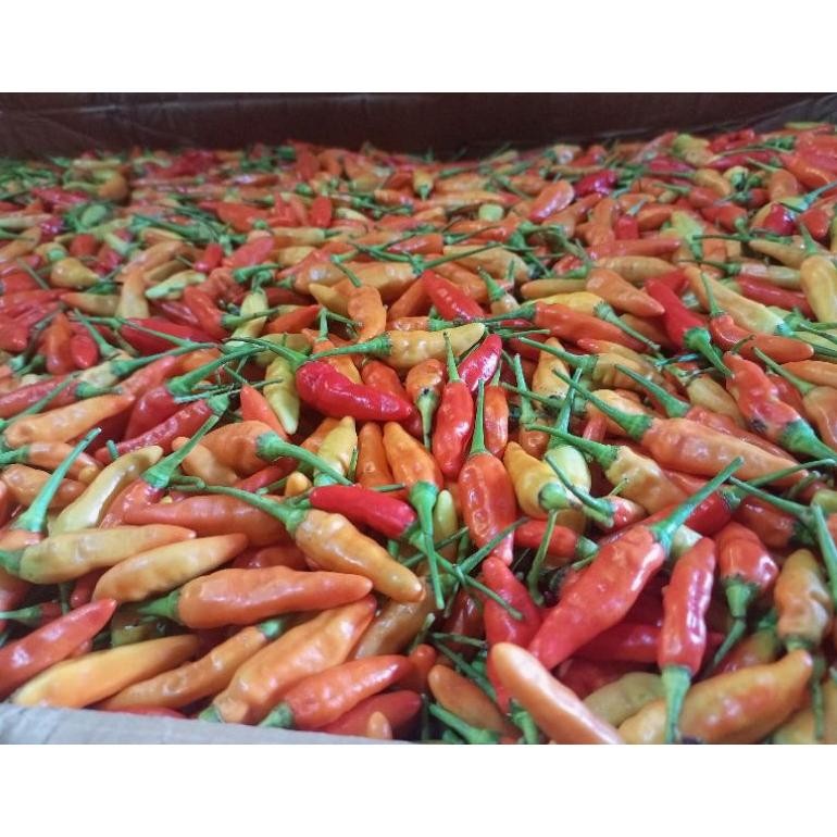 

Special Cabe Rawit Merah Ori / Cabai Rawit Merah 500 Gr Super