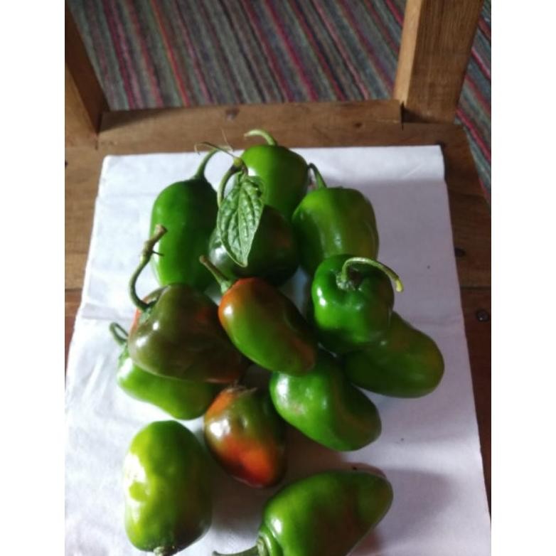 

Rekomendasi Cabe Gendot Organik Khas Dieng >>1000Gr