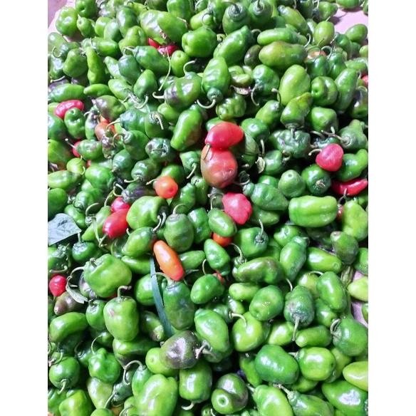 

Bisa Disesuaikan Cabai Gendot Asli Dieng ( Promo Harga Termurah) Berat 1 Kg