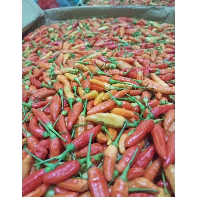 

Praktis Cabe Rawit Merah Ori / Cabai Rawit Merah 500 Gr Super