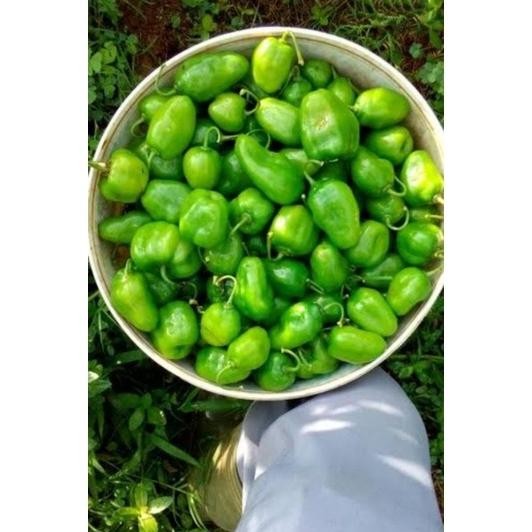 

Pilihan Tepat Cabe Gendot Cabai Bendot Bandung Segar 500Gr