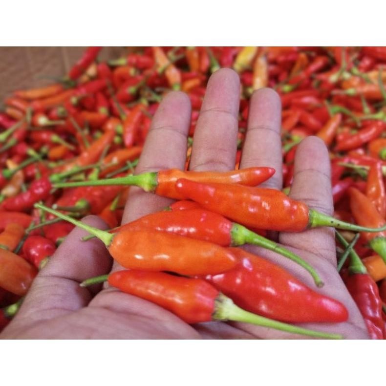 

Tahan Lama Cabe Rawit Merah Ori / Cabai Rawit Merah 500 Gr Super