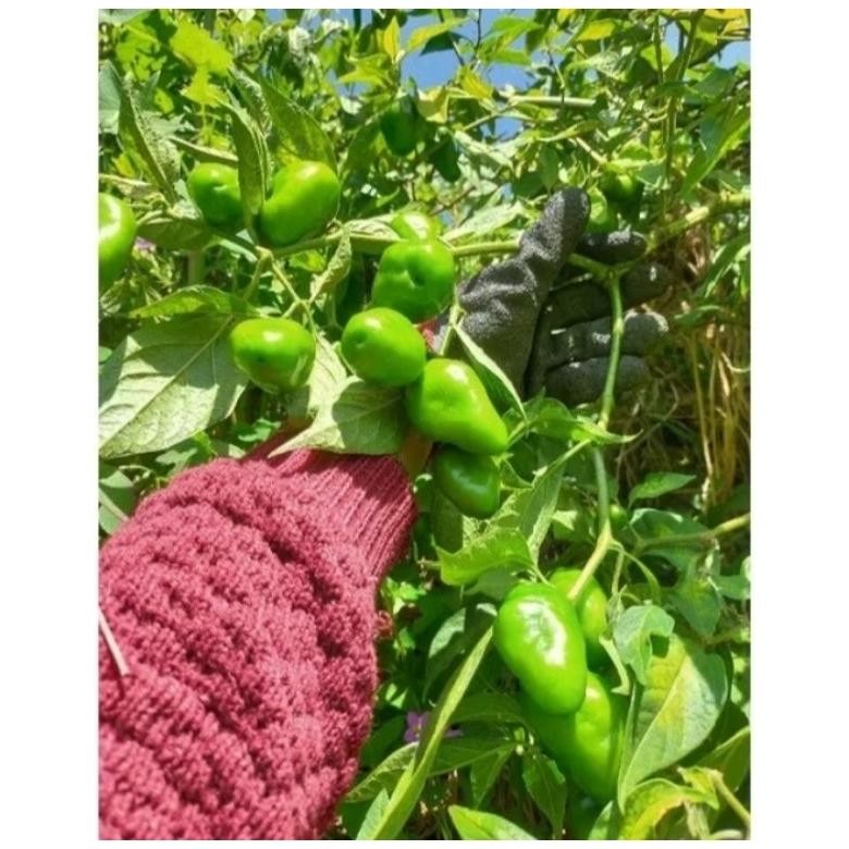 

Rekomendasi Pete Cabe Gendot || Pete Pata Termurah 10Papan