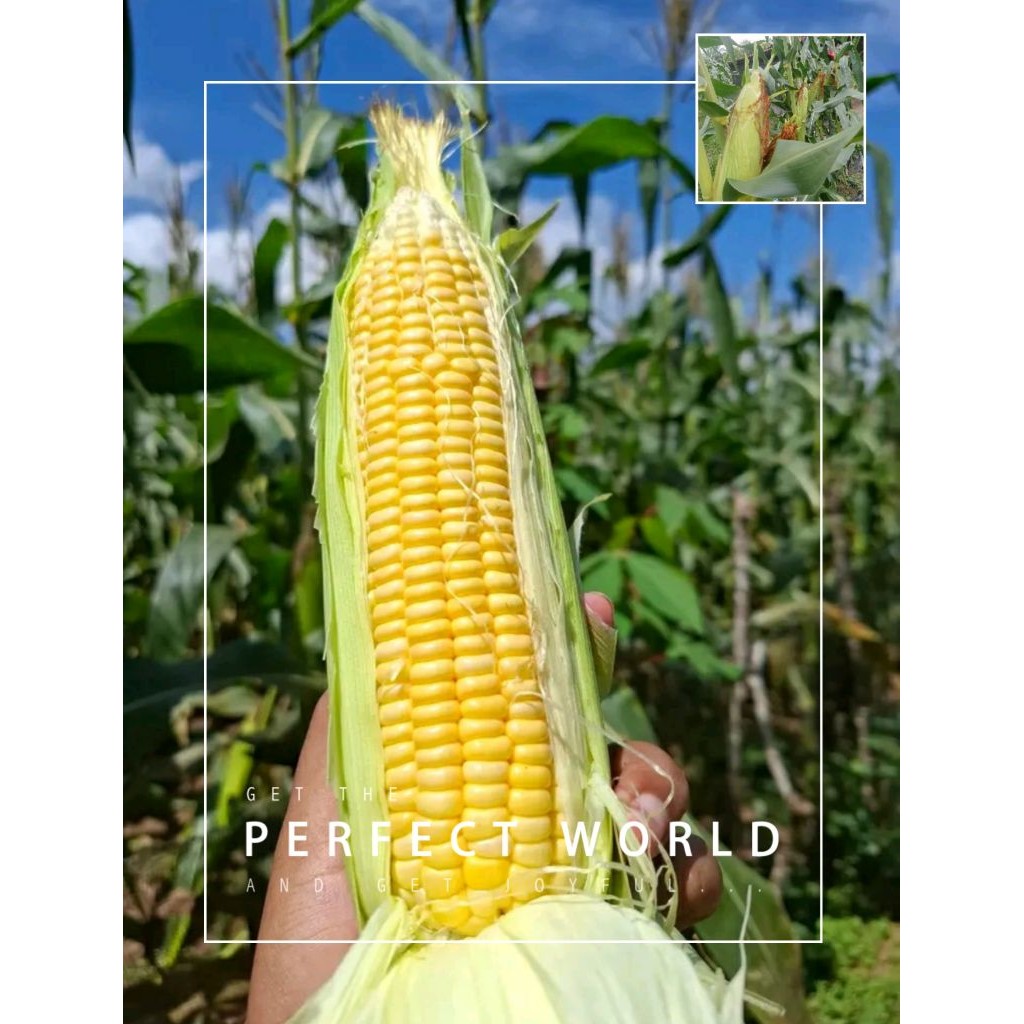 

Benih-biji jagung manis hibrida isi (15) biji