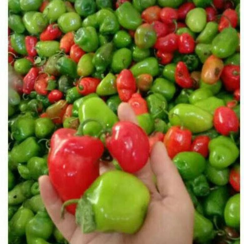 

Trending Cabai Bandung Khas Dieng | Cabai Gendot | Cabai Segar