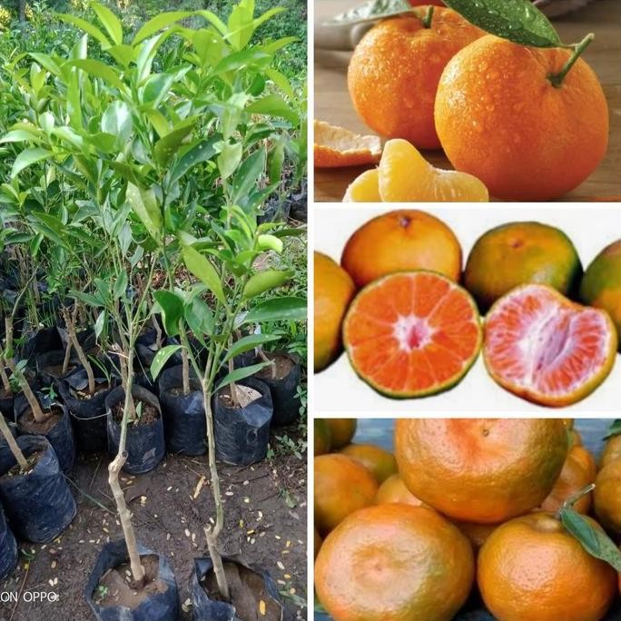 

TERMURAH BIBIT JERUK KEPROK MADU UNGGUL CEPAT BERBUAH MANIS TANAMAN BUAH