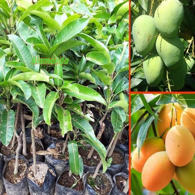 

TERMURAH BIBIT TANAMAN MANGGA MADU ANGGUR CEPAT BERBUAH COCOK UNTUK TABULAMPOT