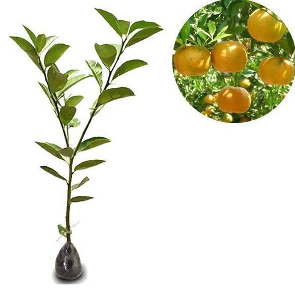 

TERMURAH BIBIT JERUK SIAM MADU SIAP TANAM TINGGI 40CM, MANIS & CEPAT BERBUAH