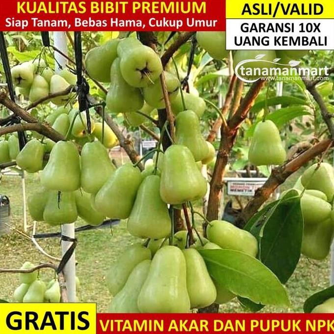 

TERMURAH BIBIT JAMBU AIR MADU DELI HIJAU POHON BUAH ASLI BERGARANSI CEPAT BERBUAH
