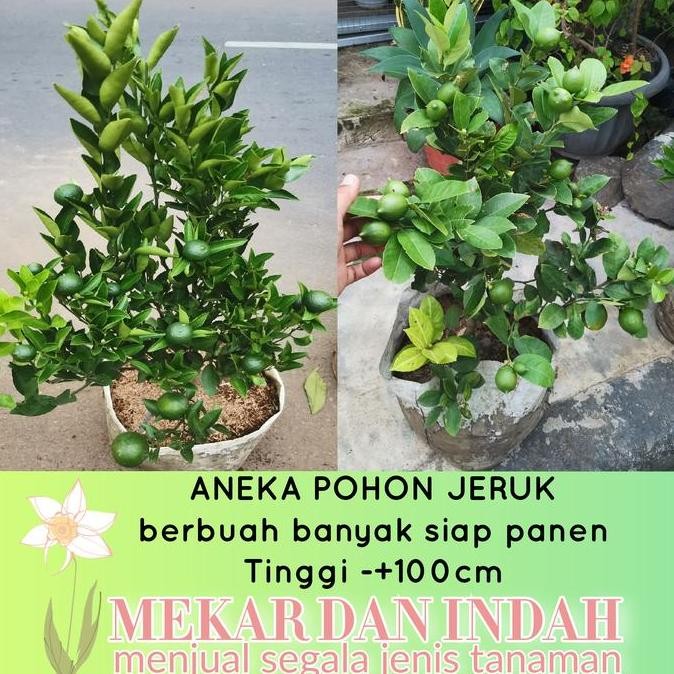 

TERMURAH BIBIT POHON JERUK SANTANG MADU / JERUK NAGAMI / LEMON / NIPIS SIAP TANAM