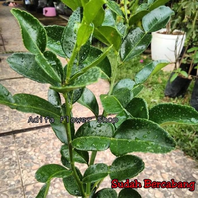 

TERMURAH BIBIT TANAMAN POHON JERUK PURUT SANTANG MADU CHOKUN