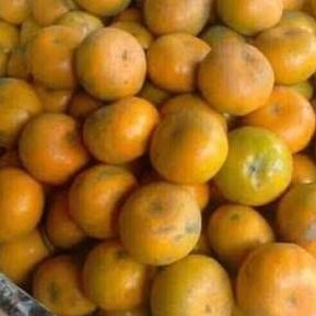 

TERMURAH JERUK MADU SEGAR ONLY GOJEK GRAB AREA TERDEKAT