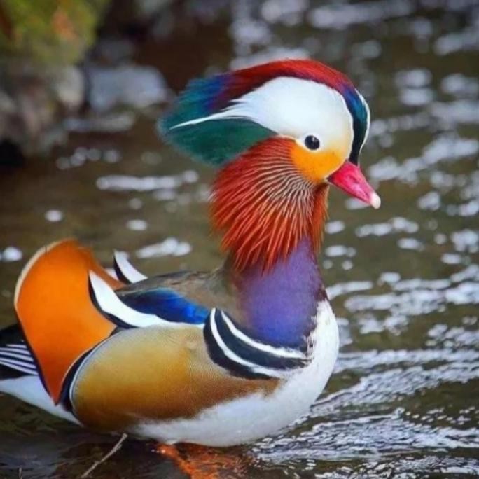 

TELUR BEBEK MANDARIN SIAP TETAS