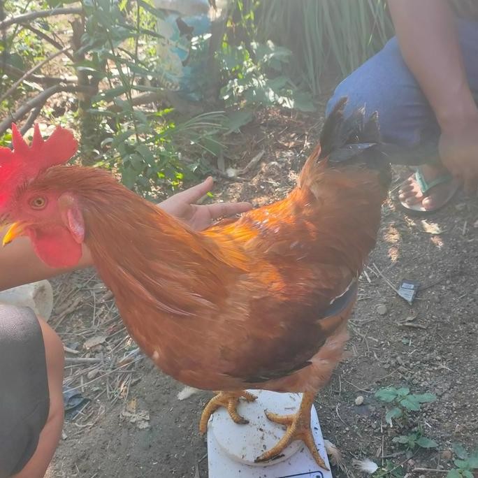 

PAKET 6 BUTIR TELUR TETAS MERAWANG