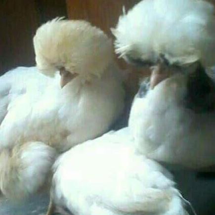 

TELUR TETAS AYAM POLAND