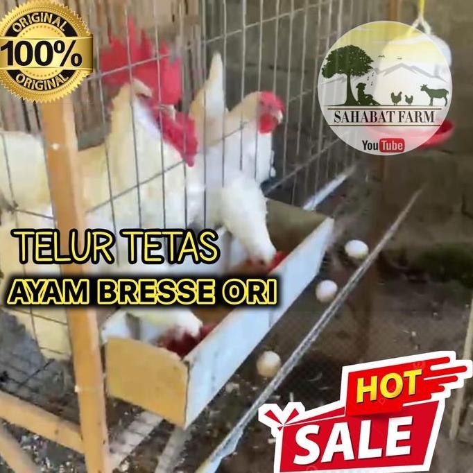 

TELUR TETAS AYAM BRESSE ORI 1 BUTIR