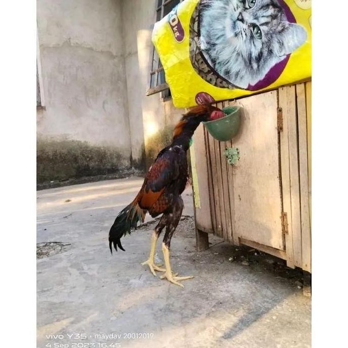 

BARU- 3 BUTIR TELUR TETAS AYAM SHAMO