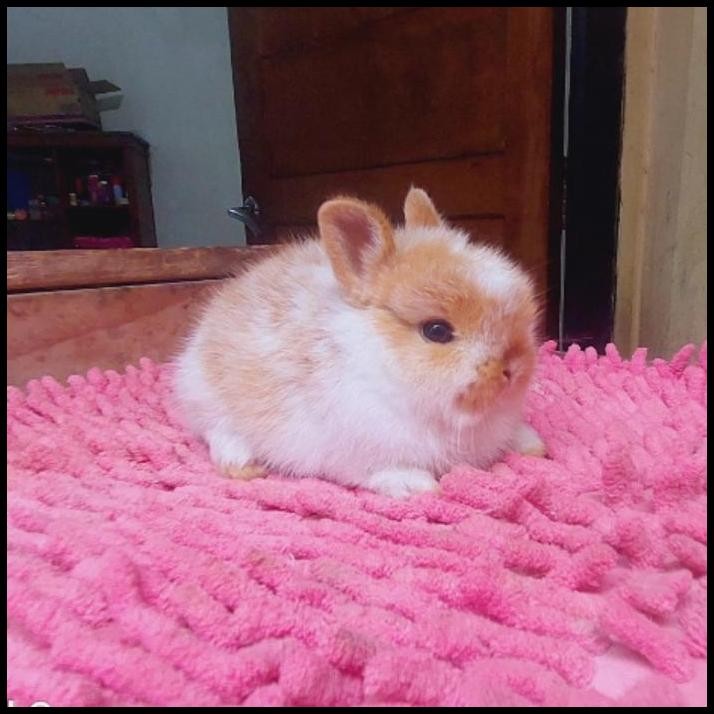 kelinci mini ND Coklat putih junior