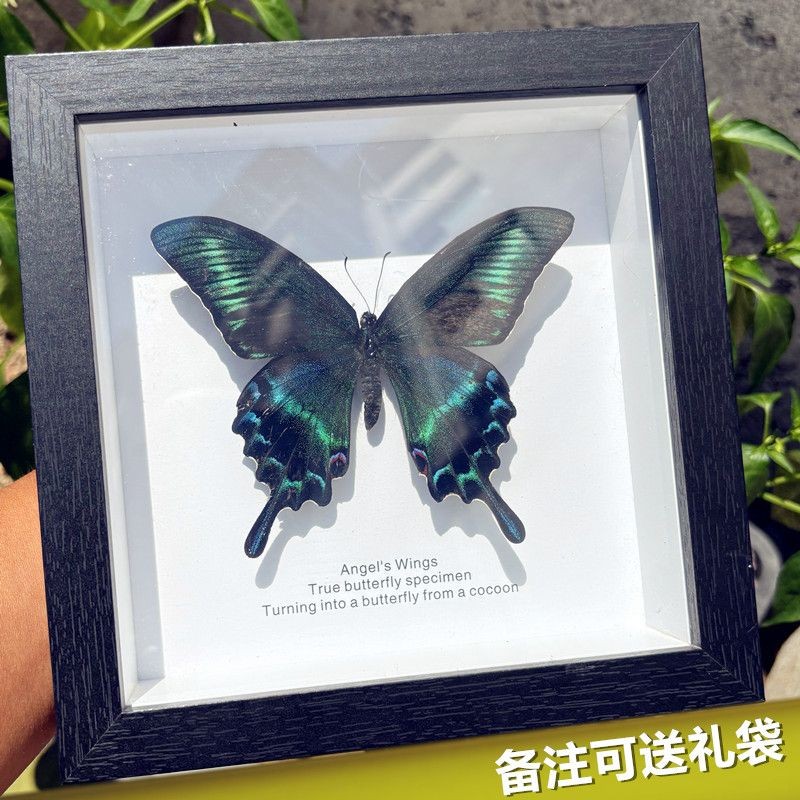 Green Ribbon Green Phoenix Butterfly Real Butterfly Specimen Finished Gift Ornament Decoration Paint