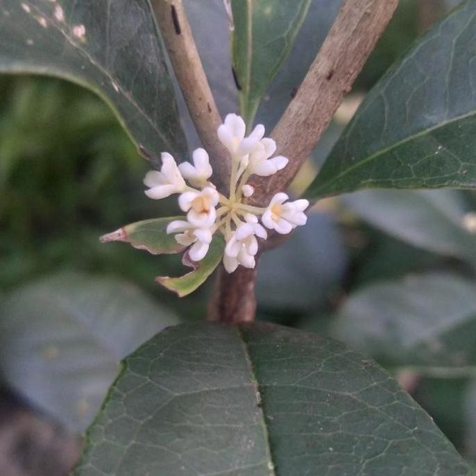 (KEBUNKU) Bibit Tanaman Osmanthus Wangi