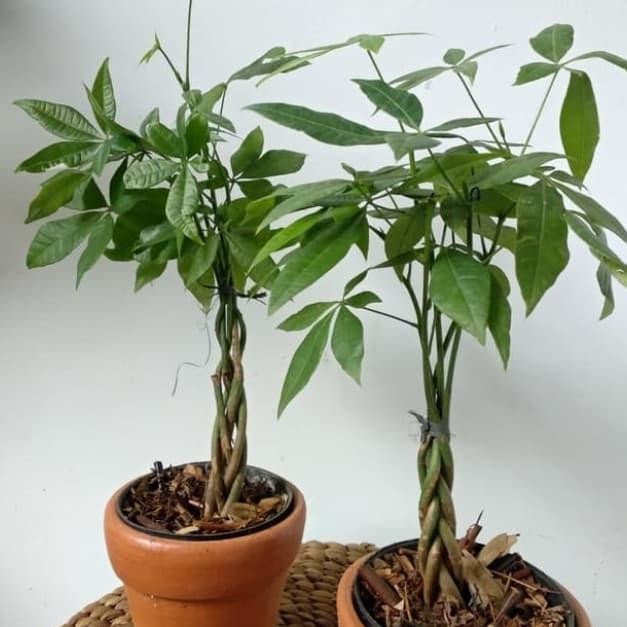Tanaman Hias Pachira Aquatica / Pachira Mini Kepang 5 / Money Tree