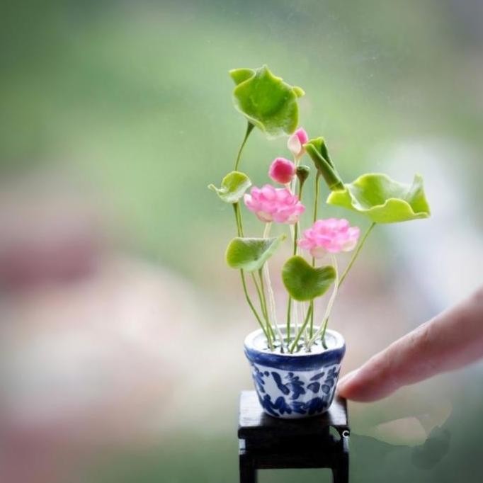 tanaman hias lotus mini | bibit tanaman hias air kolam pot miniatur unik berkualitas