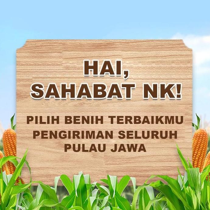 Benih Jagung Nk 6172 | Nk Perkasa - 5Kg