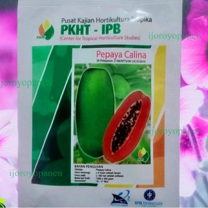 Benih Pepaya Calina Pkht Ipb