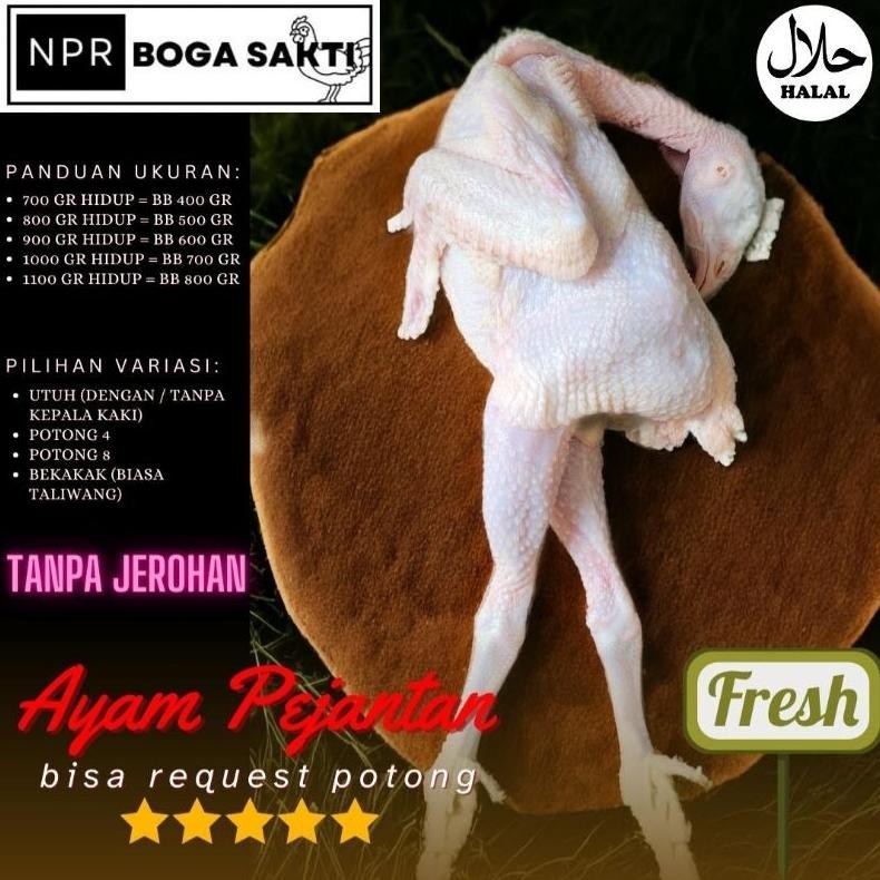 

Ayam Pejantan Fresh Halal Premium Segar Setiap Hari Nugi