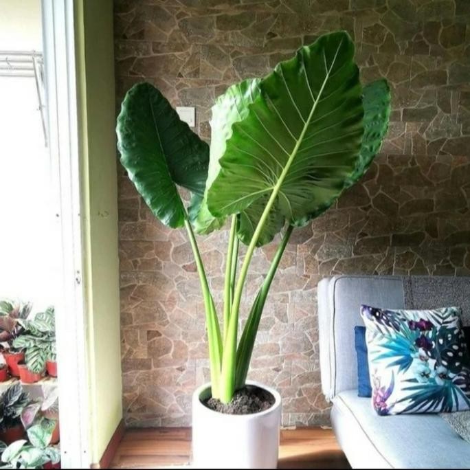 Tanaman Hias Sente / Kajar-kajar / Talas Hijau Super Jumbo