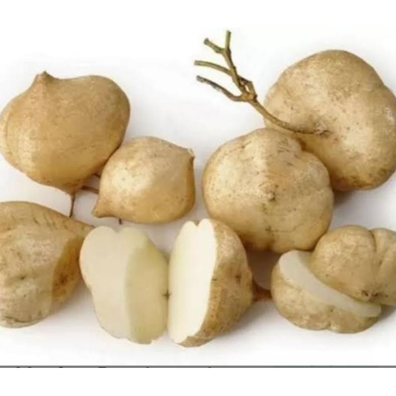 

bengkoang segar 1 kg Nugi