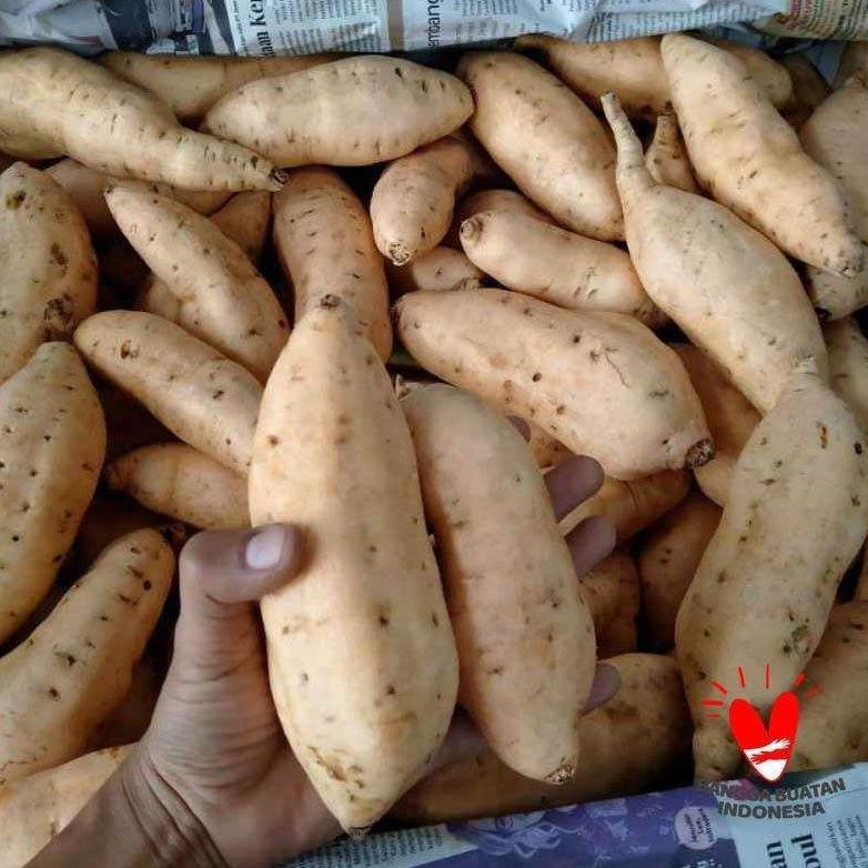 

PAKET MURAH !!! - UBI CILEMBU MENTAH 5 KG AB / TO Nugi