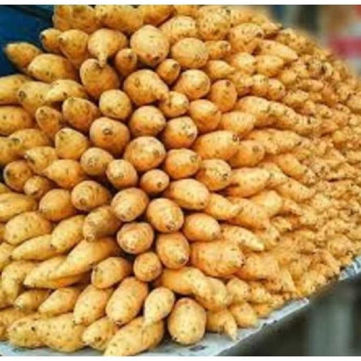 

Ubi Madu Cilembu Mentah super 1kg Kualitas AB Nugi