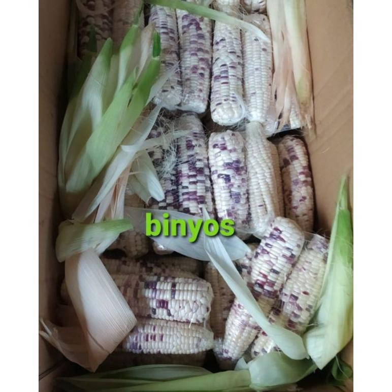 

Jagung Ketan Putih Ungu Nugi