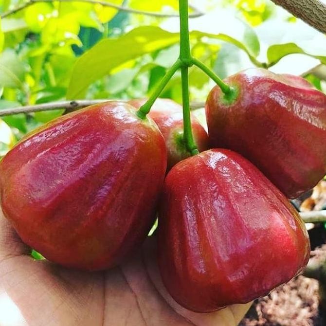Terlaris Bibit Jambu Air Dalhari Okulasi Tabulampot