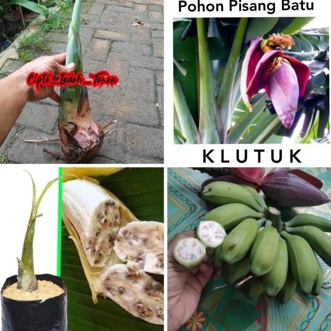 Terlaris Tanaman pisang batu | bibit pohon pisang | tunas pisang batu