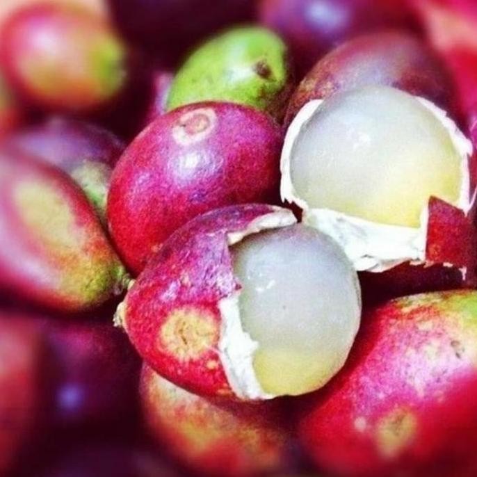 Terlaris Bibit Tanaman Buah Matoa-Bibit Matoa-Bibit Matoa Cangkok &