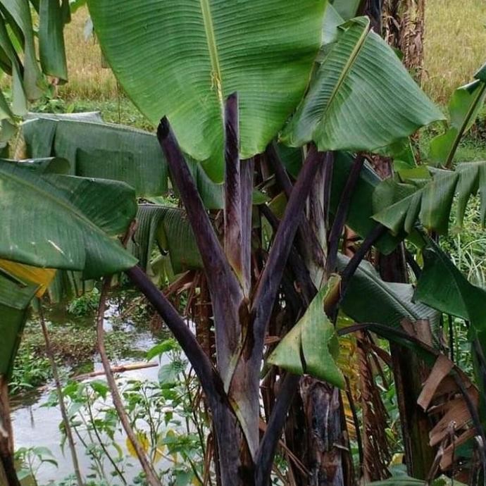 Terlaris UNIK,Pisang Klutuk Wulung, Jual Bibit Pisang Manggala