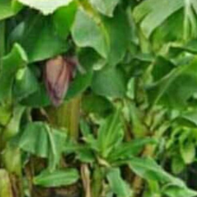 Terlaris bibit pohon pisang ambon mini -pohon pisang ambon TERMURAH